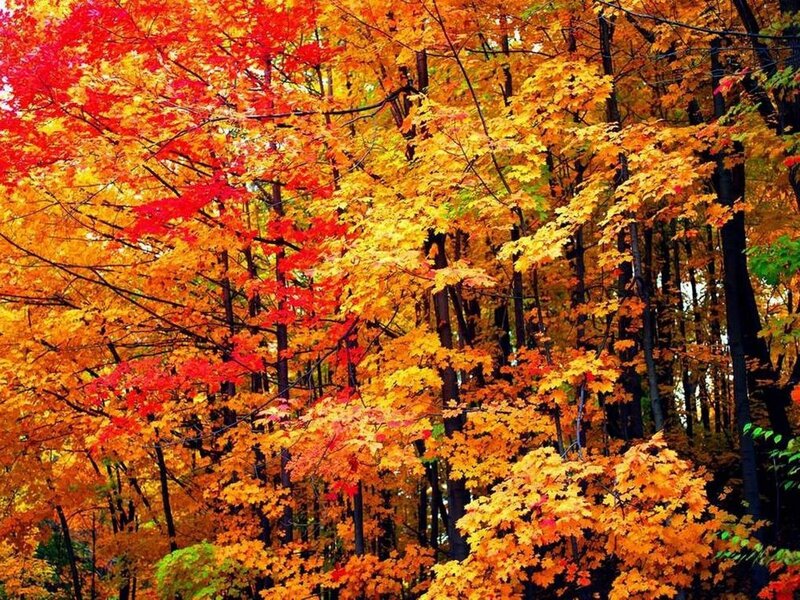 Autumn Trees with Colorful Leaves — Red, Vibrant, Photograph, Forest, Orange