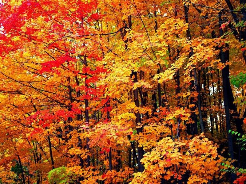Autumn Trees with Colorful Leaves — Red, Vibrant, Photograph, Forest