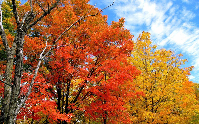 Autumn Trees with Colorful Leaves — Red, Vibrant