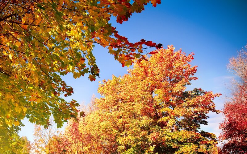Autumn Trees with Colorful Leaves — Yellow