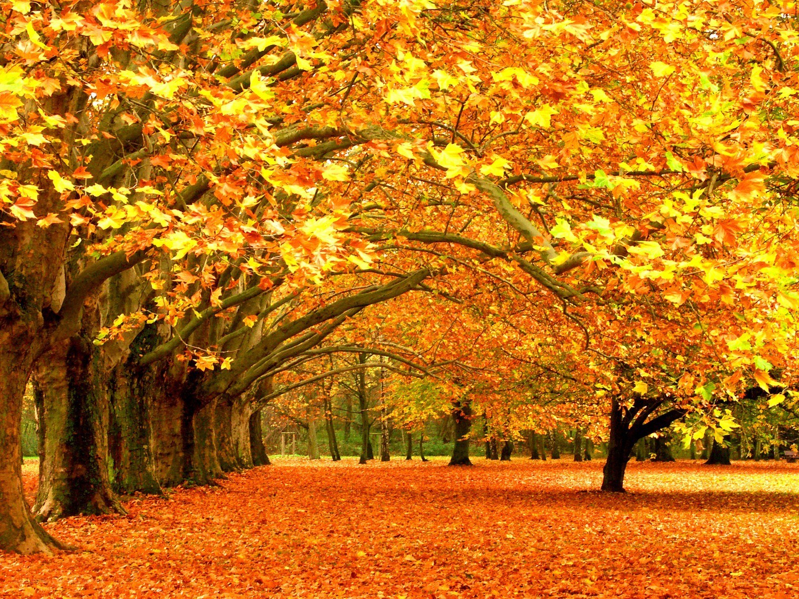 Autumn trees with fallen leaves