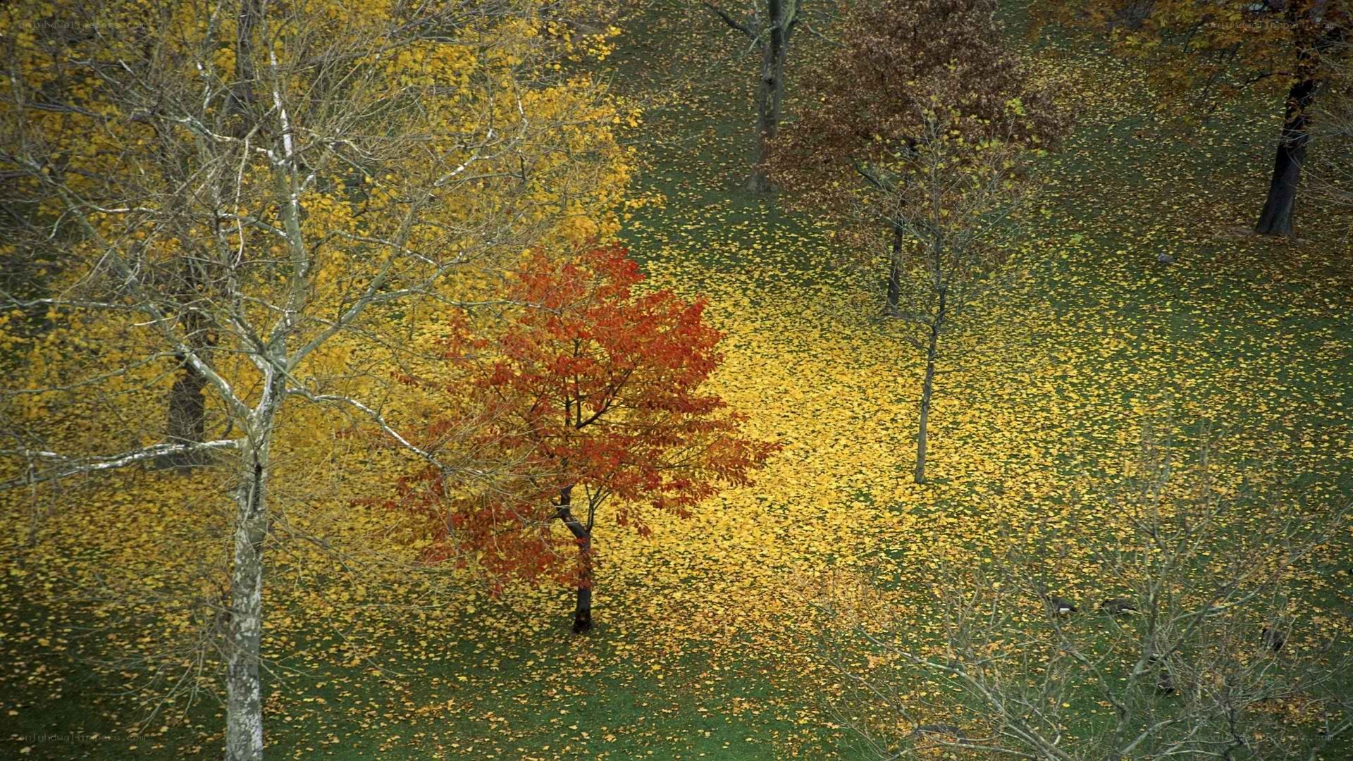 Autumn trees with fallen leaves