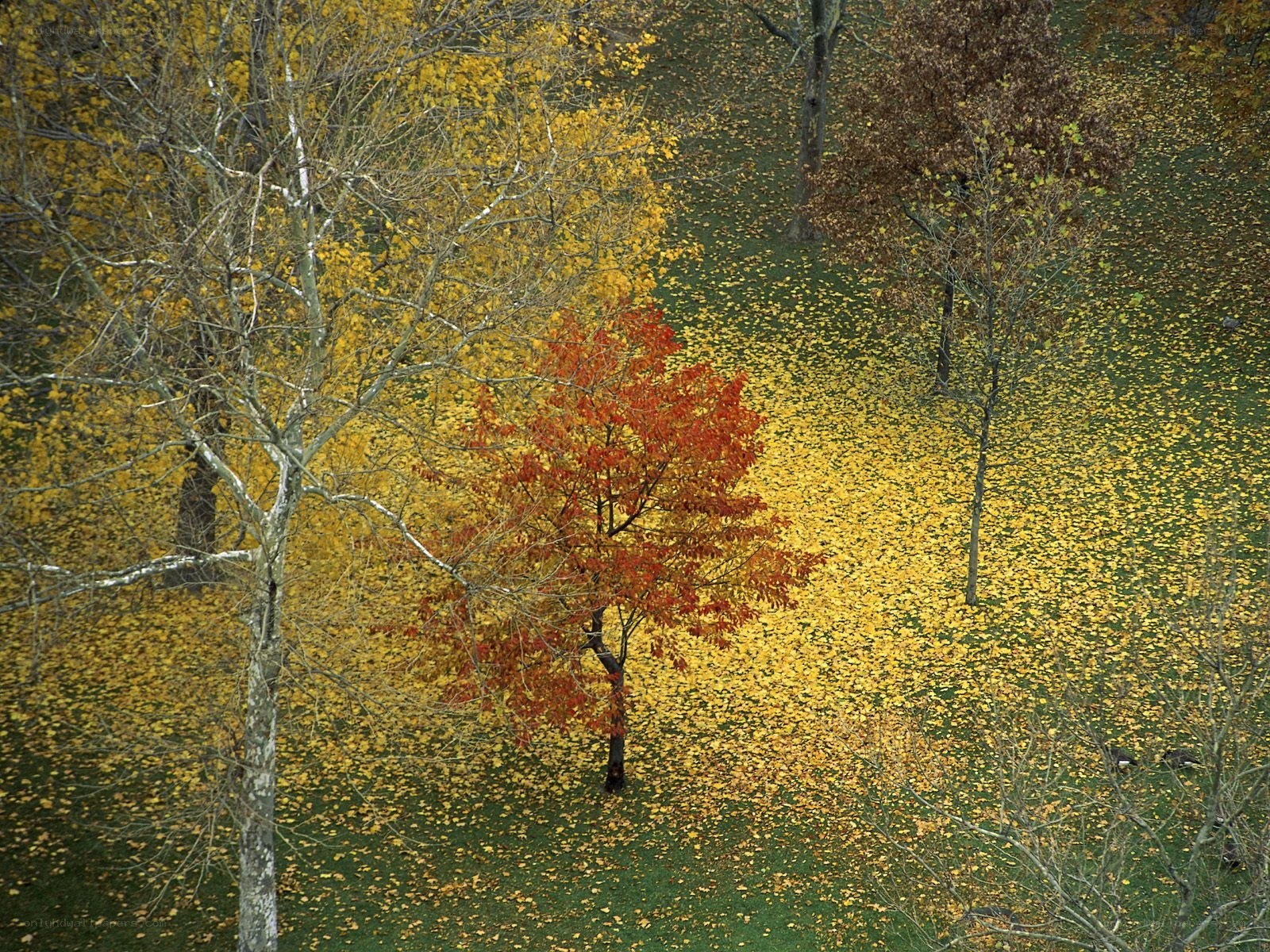 Autumn trees with fallen leaves