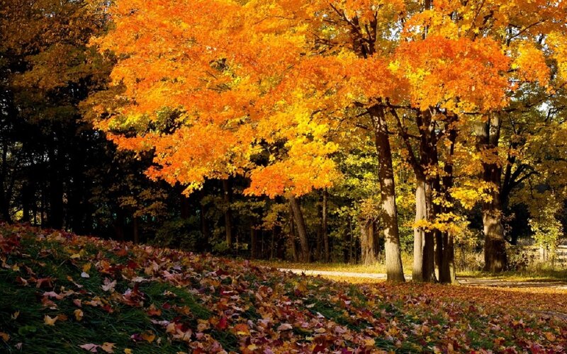 Autumn Trees with Fallen Leaves — Orange, Serene, Photograph, Path, Forest