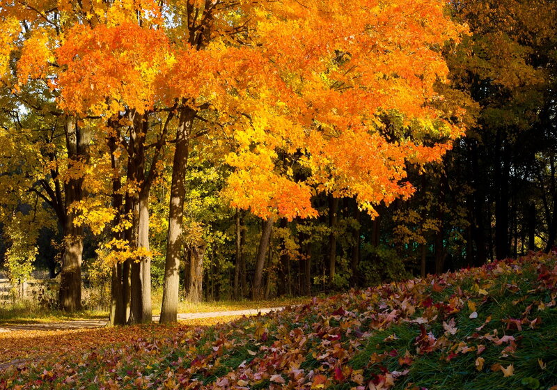Autumn Trees with Fallen Leaves — Orange, Serene, Photograph, Path, Grass