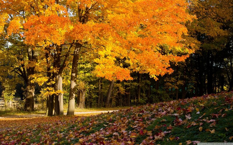 Autumn Trees with Fallen Leaves — Orange, Serene, Photograph, Path