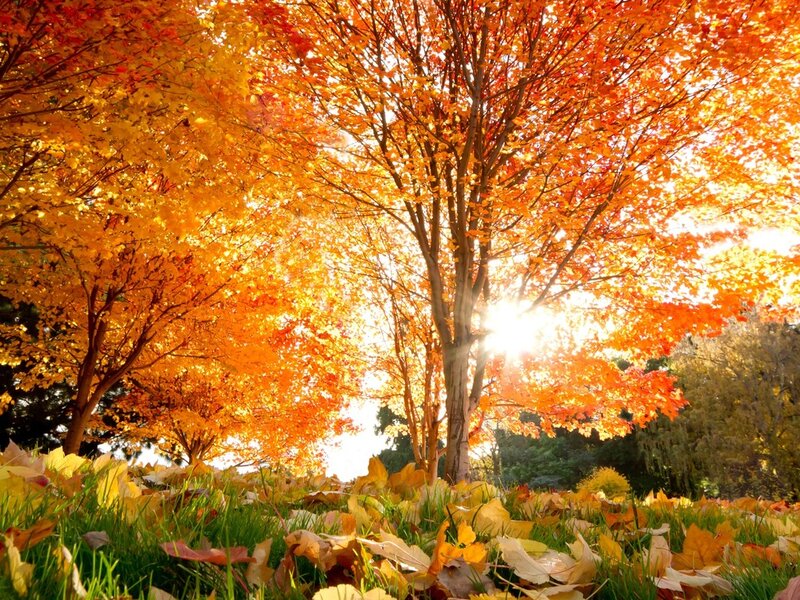 Autumn Trees with Fallen Leaves — Orange, Serene, Photograph