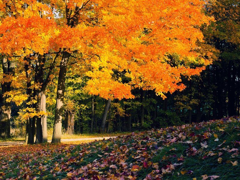 Autumn Trees with Fallen Leaves — Orange, Serene