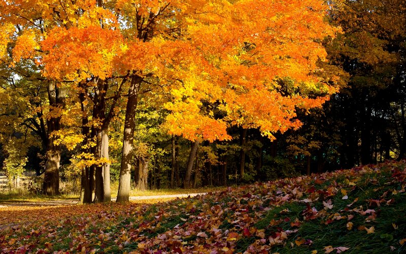 Autumn Trees with Fallen Leaves — Orange