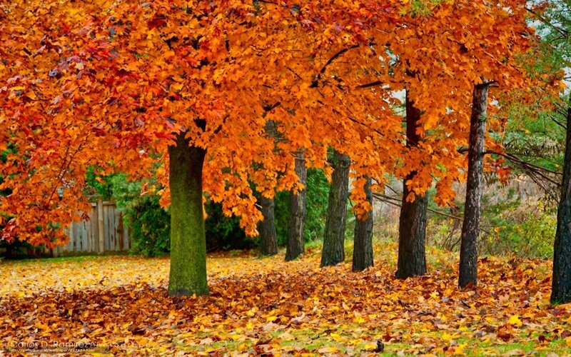 Autumn trees with fallen leaves