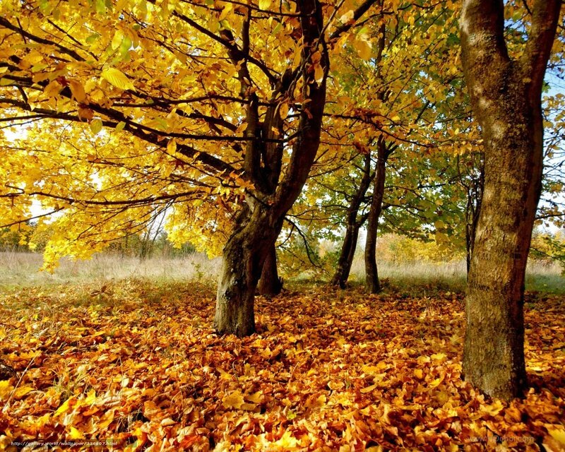 Autumn Trees with Fallen Leaves — Yellow, Serene
