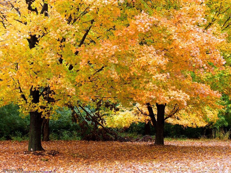Autumn Trees with Fallen Leaves — Yellow