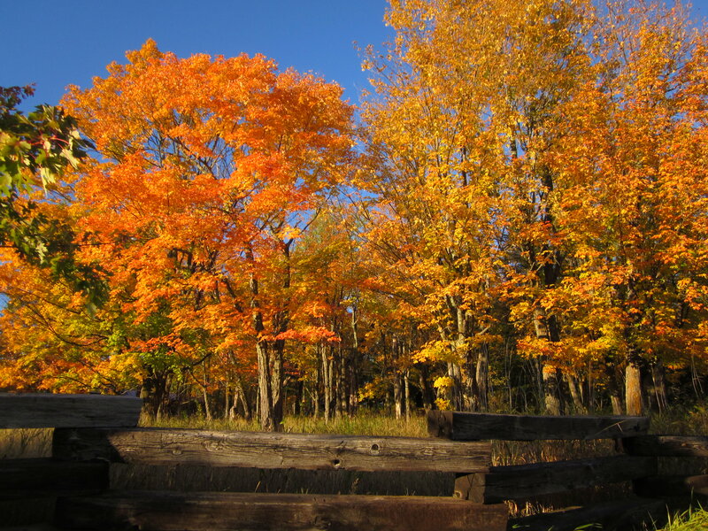Autumn Trees with Fence — Orange