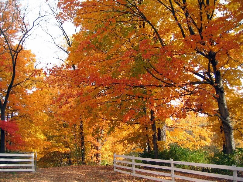 Autumn Trees with Fence