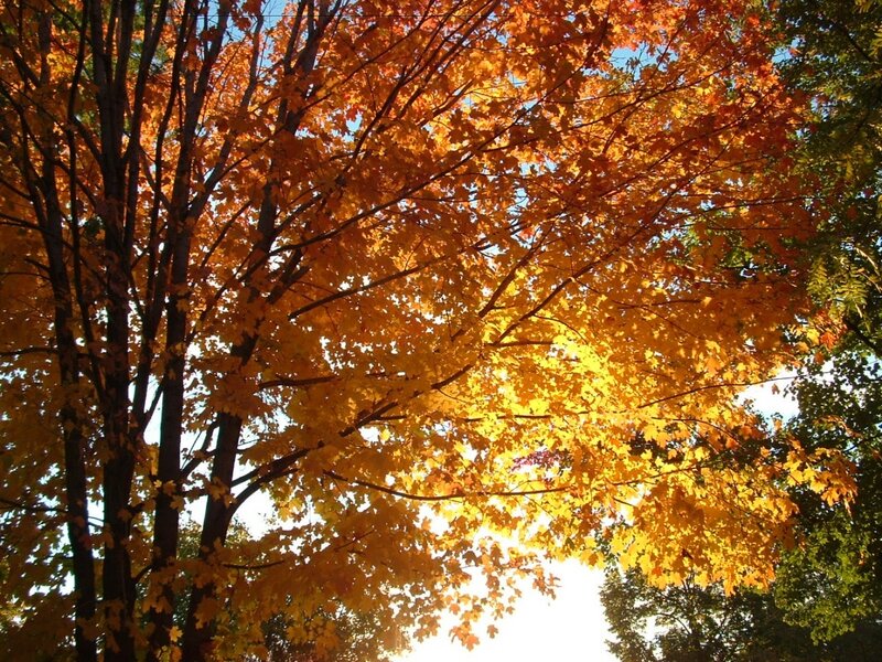 Autumn trees with golden leaves