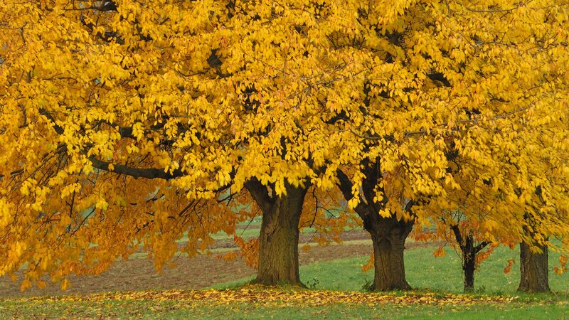 Autumn trees with golden leaves