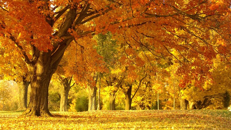 Autumn trees with golden leaves