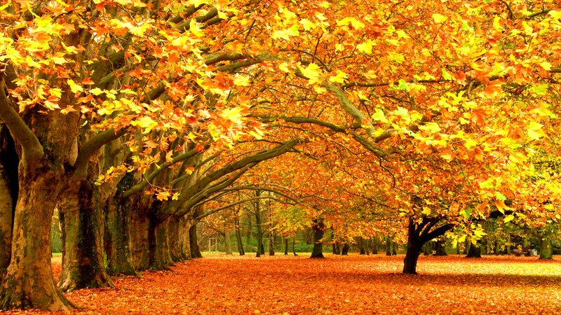 Autumn trees with golden leaves
