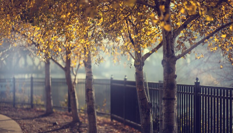 Autumn trees with golden leaves