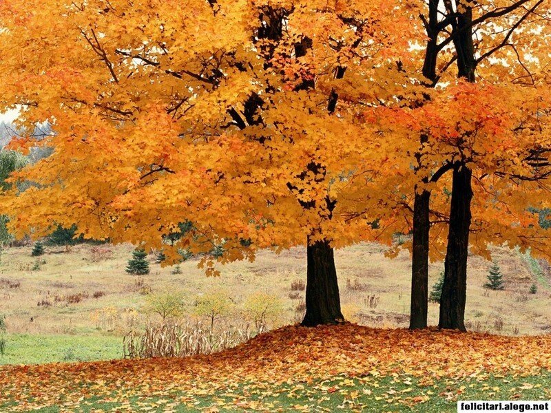 Autumn trees with golden leaves
