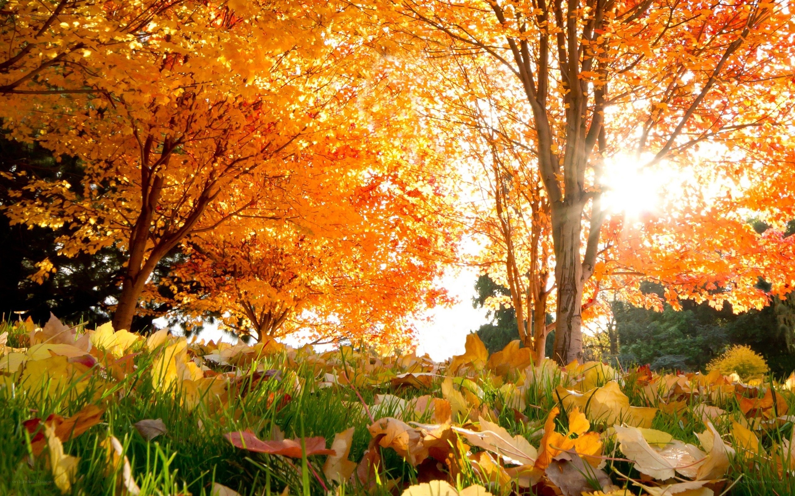 Autumn trees with golden leaves