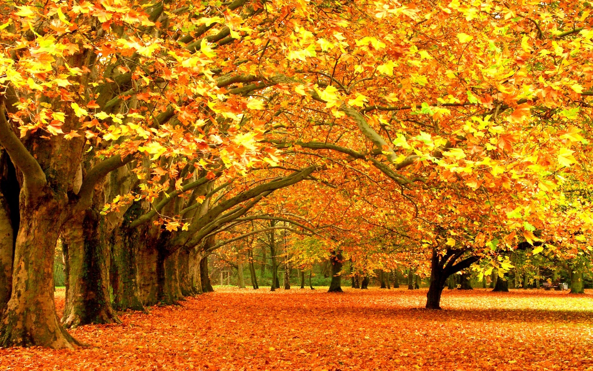 Autumn trees with golden leaves
