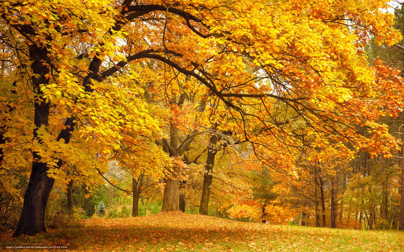 Autumn trees with golden leaves