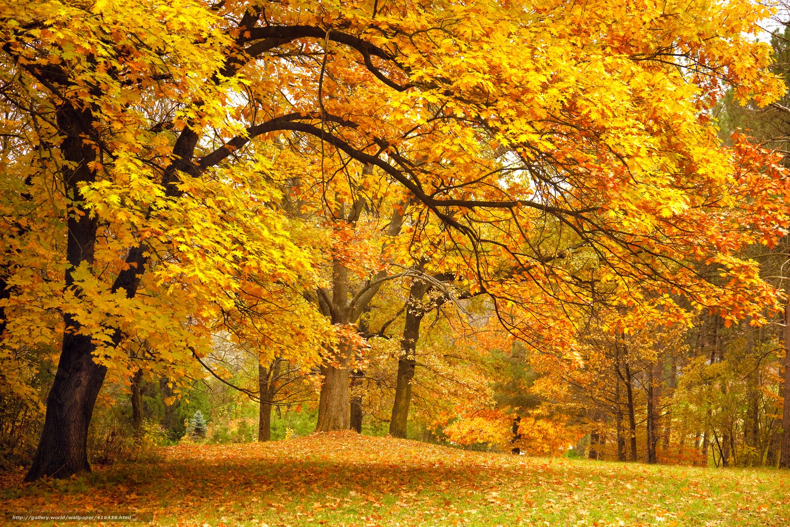 Autumn trees with golden leaves