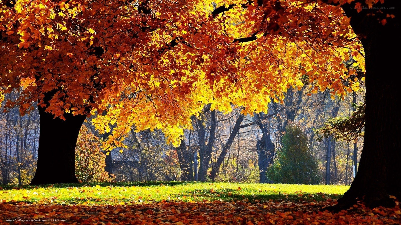Autumn trees with golden leaves