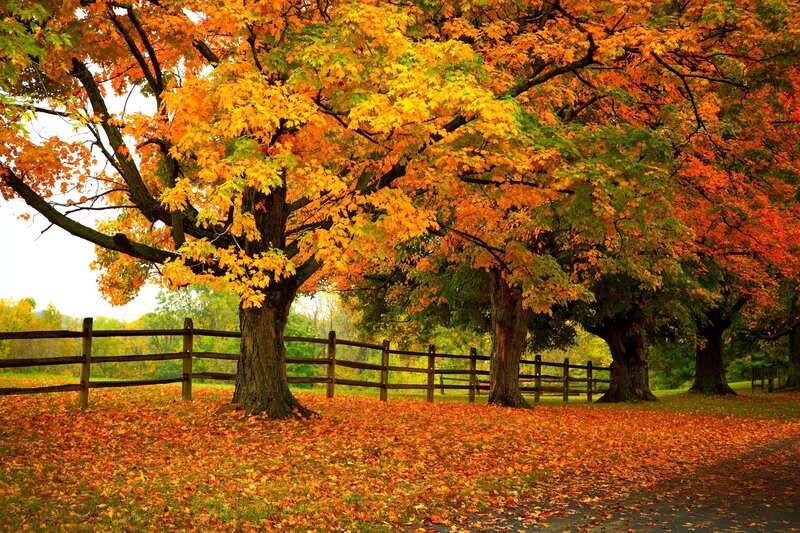 Autumn Trees with Leaves — Orange, Serene, Photograph