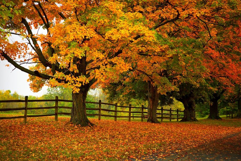 Autumn Trees with Leaves — Orange, Serene