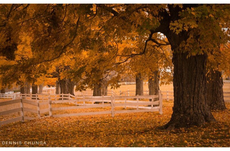 Autumn Trees with Leaves — Orange
