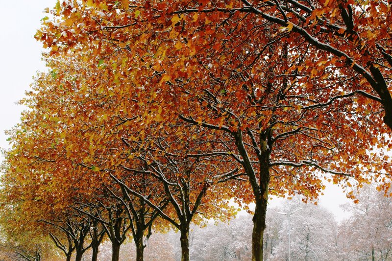 Autumn trees with light snow