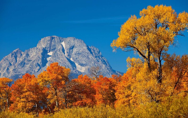 Autumn trees with mountain backdrop