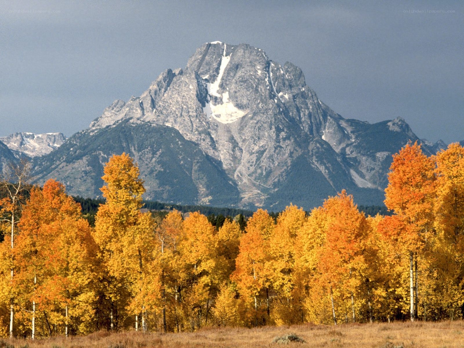 Autumn trees with mountain backdrop