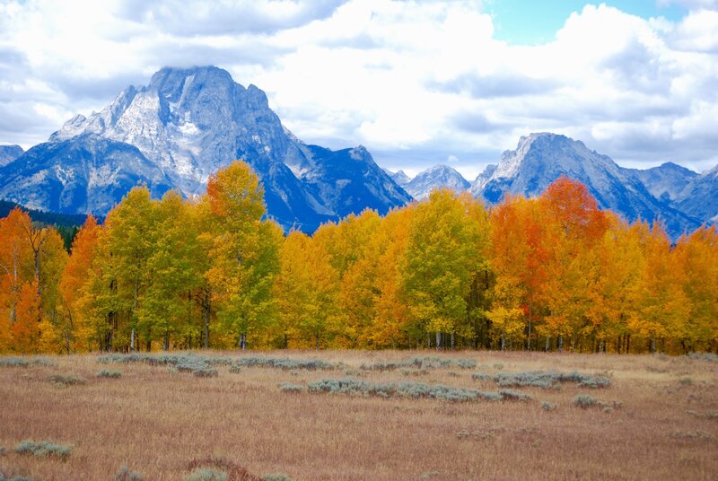 Autumn trees with mountain backdrop