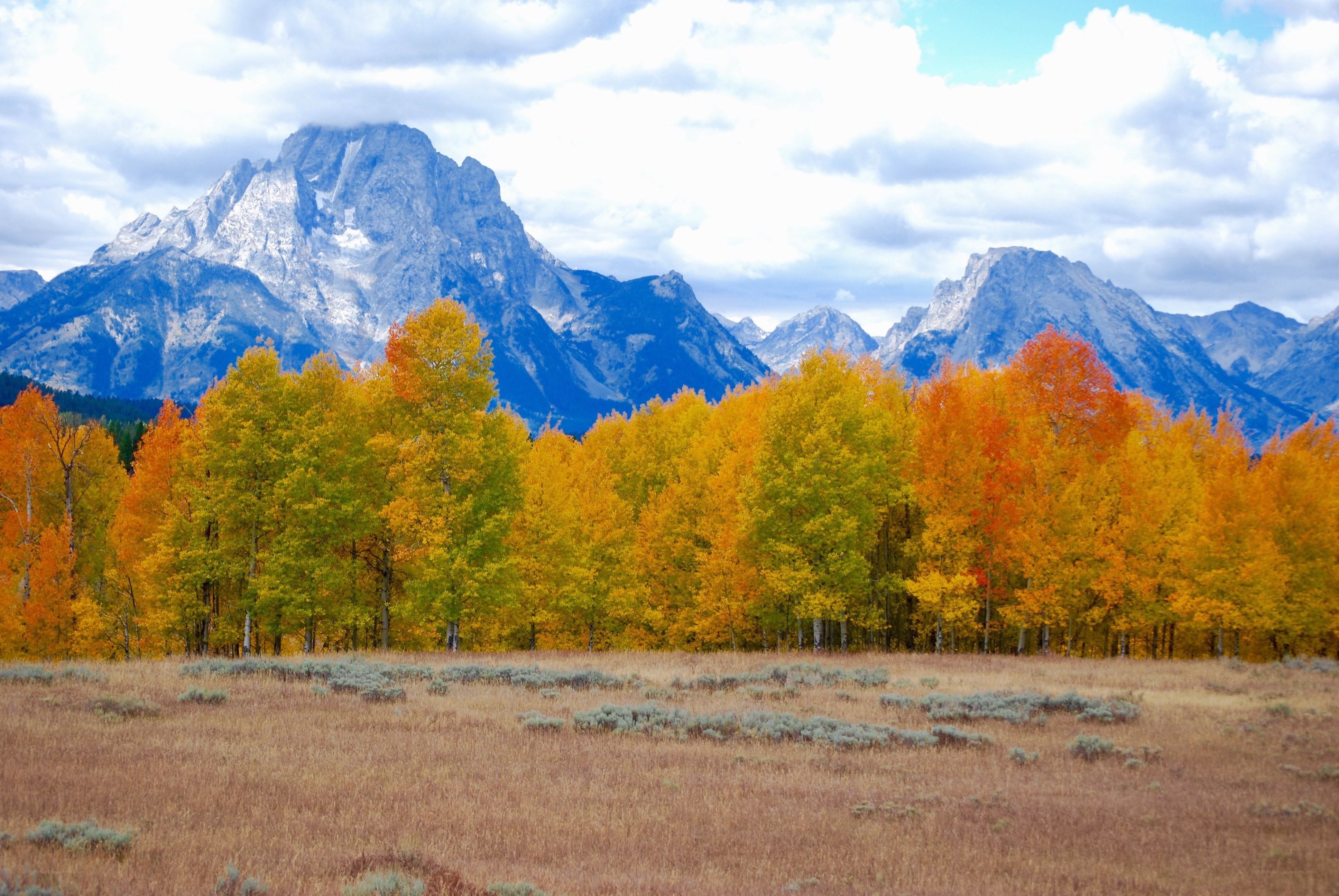 Autumn trees with mountain backdrop