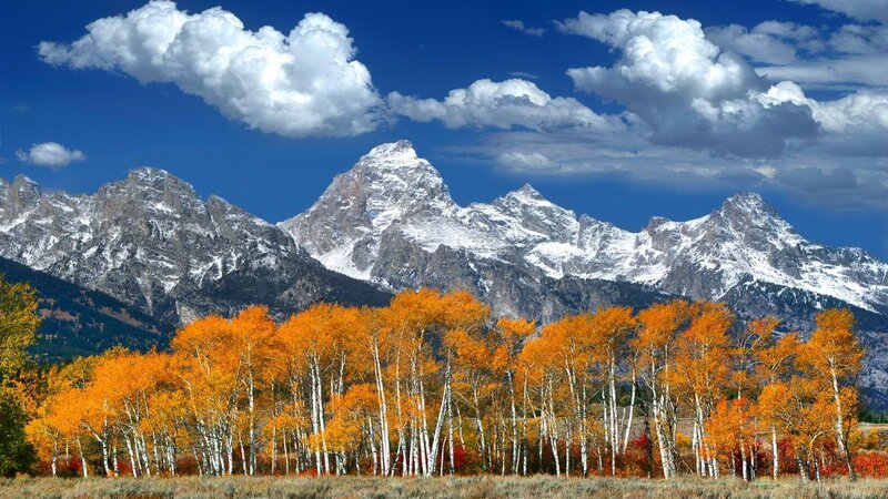 Autumn trees with mountain backdrop