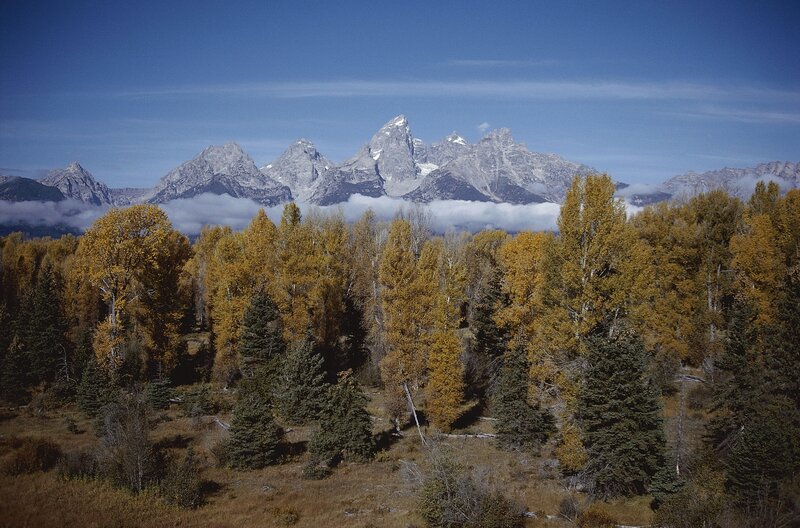 Autumn trees with mountain backdrop
