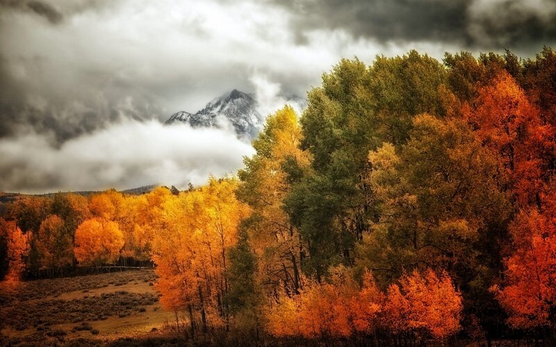 Autumn Trees with Mountain — Orange, Dramatic