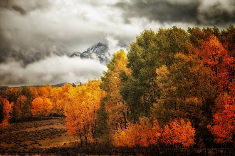 Autumn Trees with Mountain — Orange