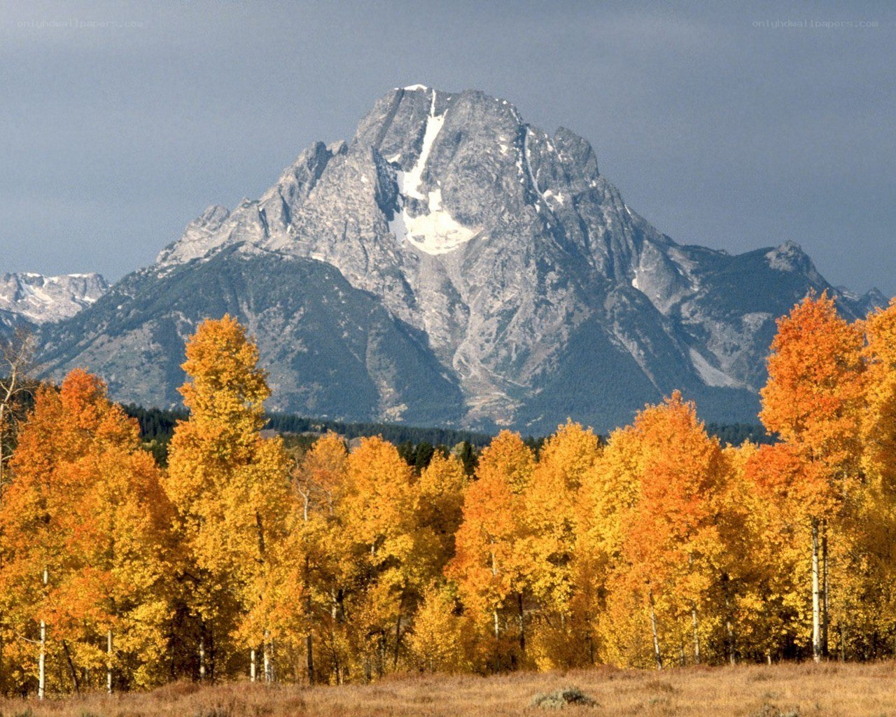 Autumn trees with mountain peak