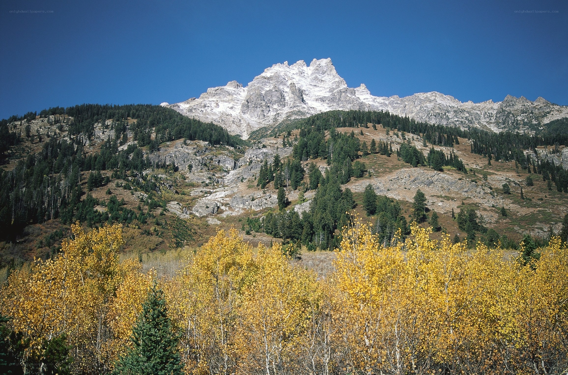 Autumn trees with mountain peak