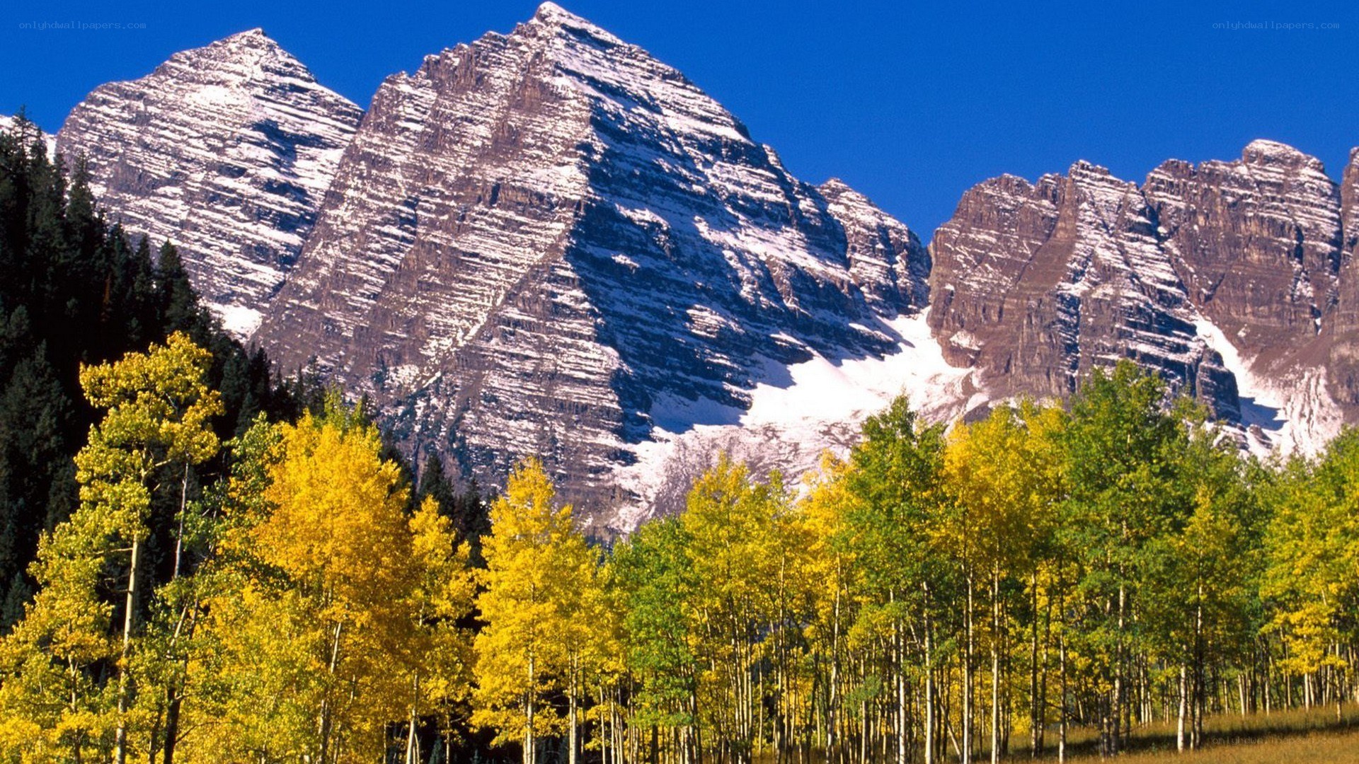 Autumn trees with mountain peaks