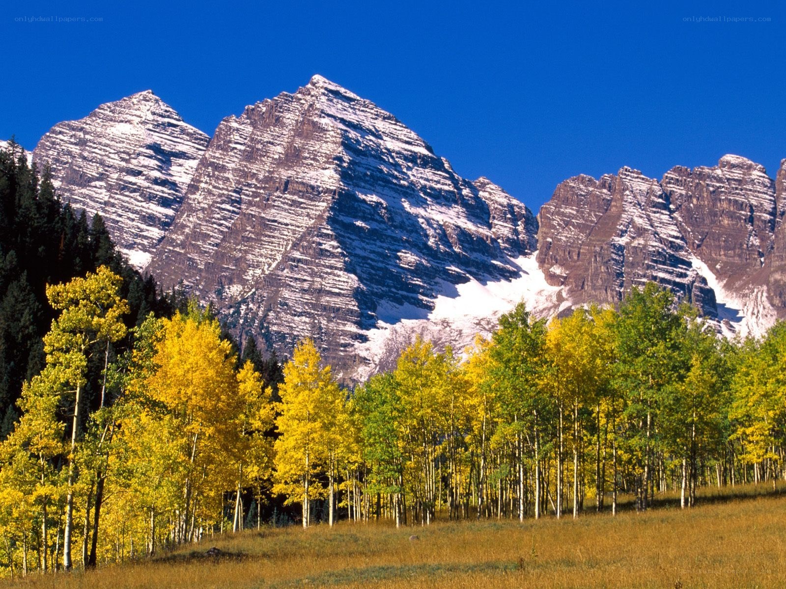 Autumn trees with mountain peaks