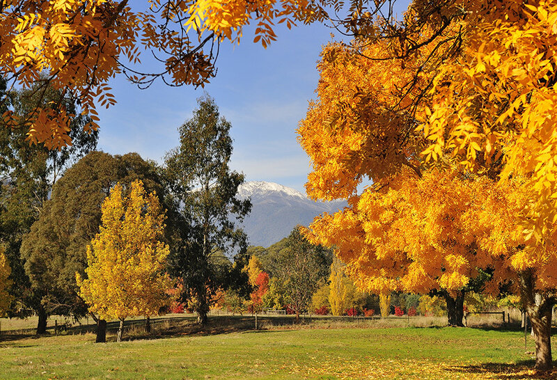 Autumn Trees with Mountain