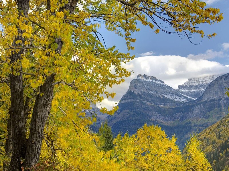 Autumn trees with mountain view