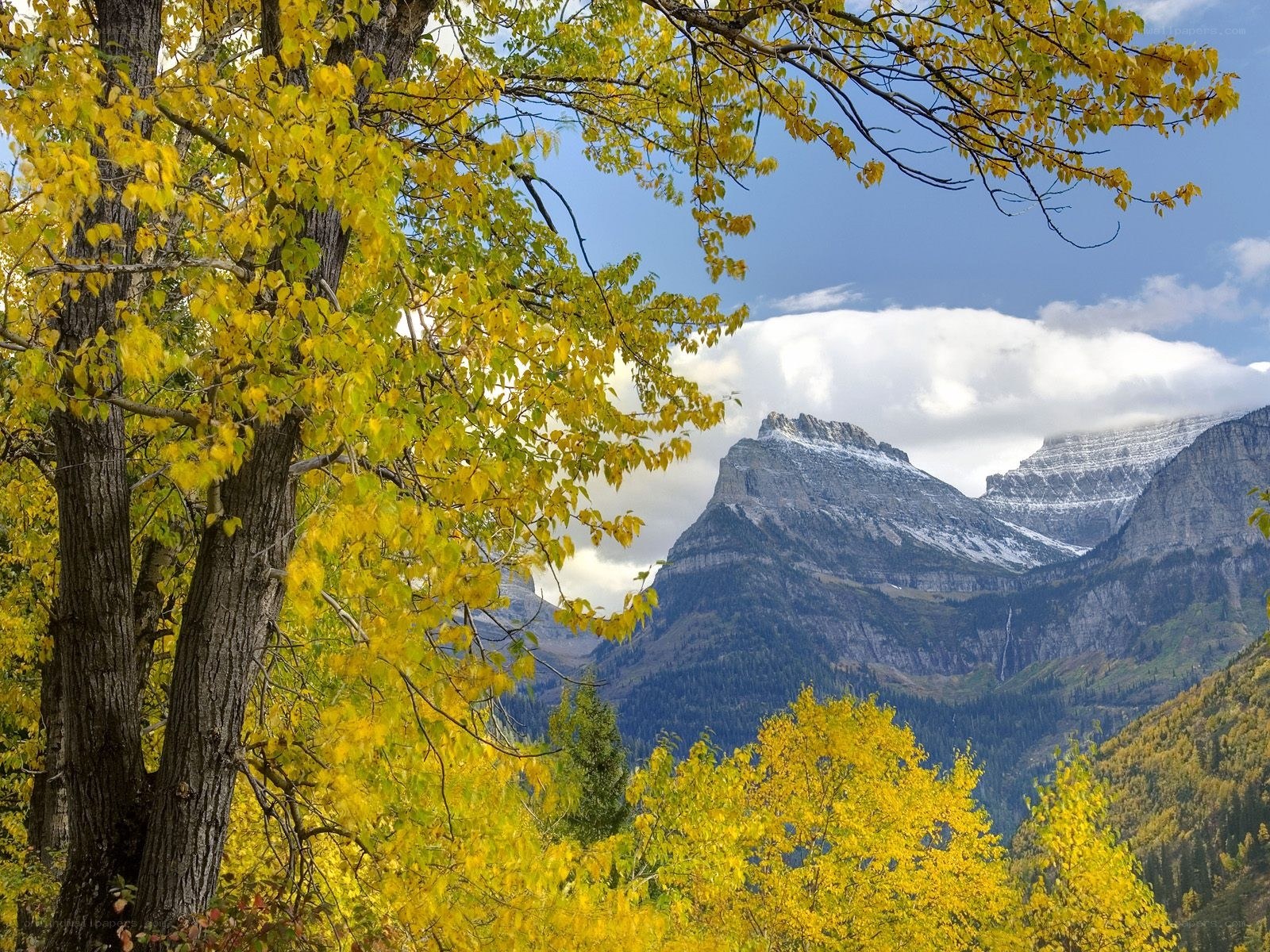 Autumn trees with mountain view