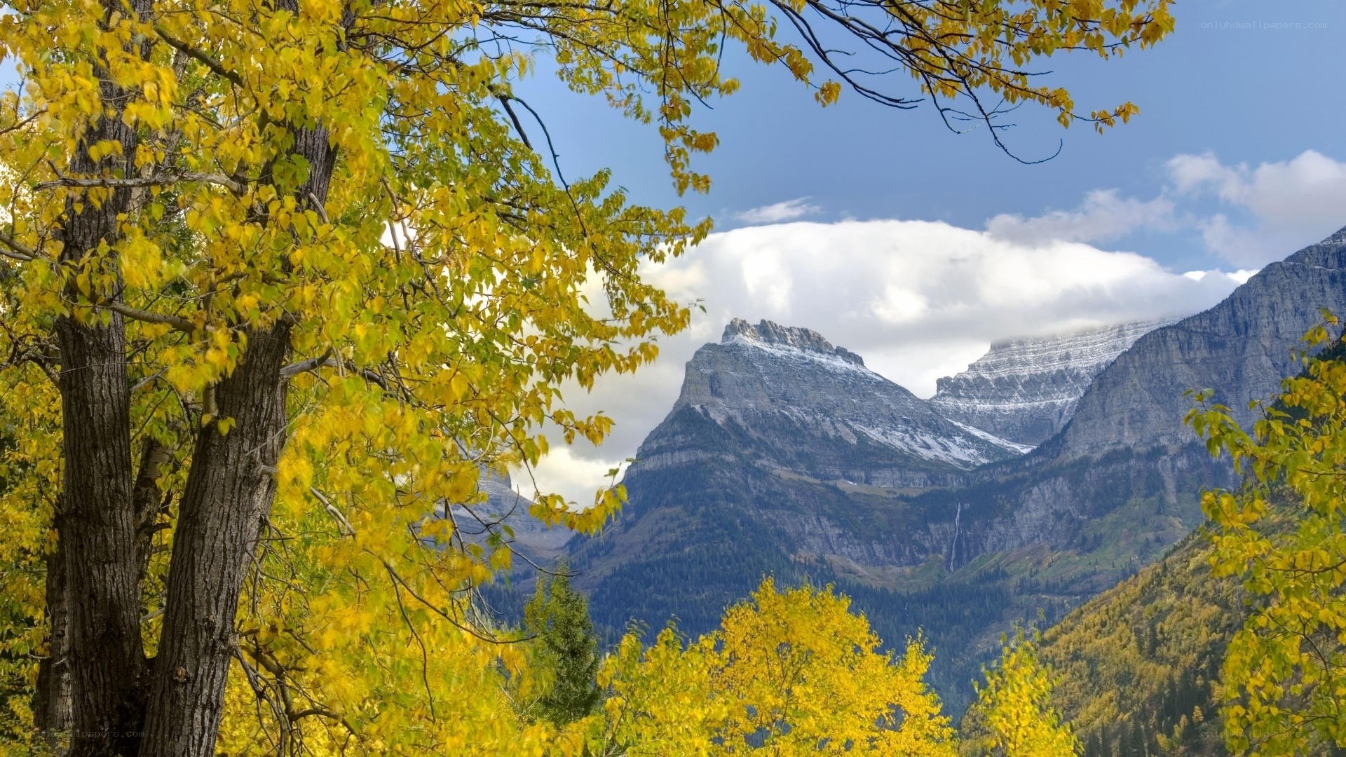 Autumn trees with mountain view