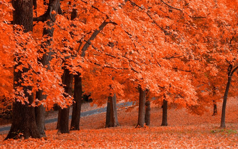 Autumn Trees with Orange Leaves — Serene